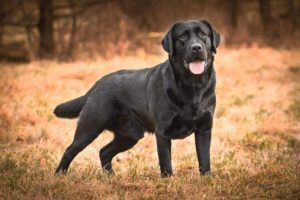 Vater von Max der labrador