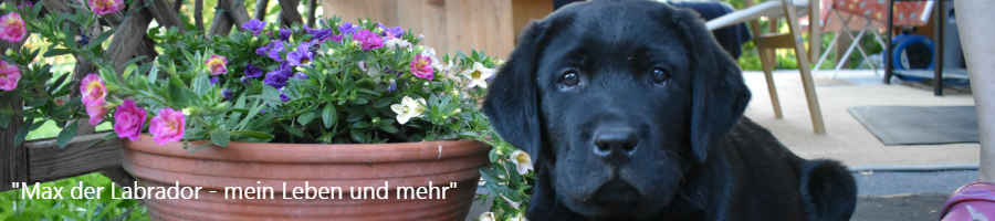 Max der Labrador – Retriever